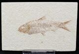 Bargain Knightia Fossil Fish - Wyoming #21898-1